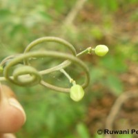 Adenia hondala (Gaertn.) W.J.de Wilde